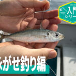 泳がせ釣り入門シリーズ：泳がせ釣りの楽しさと基本をゼロから学ぼう！