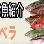 お魚紹介シリーズ「ベラ」｜良く釣れるベラの種類と見た目の違い