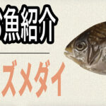お魚紹介シリーズ「スズメダイ」｜特徴・釣れる場所・持ち帰り方