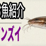 お魚紹介シリーズ「ゴンズイ」｜毒針に注意したい危険魚の見分け方